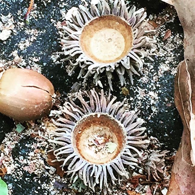 11326710_557314667767383_1817790113_n